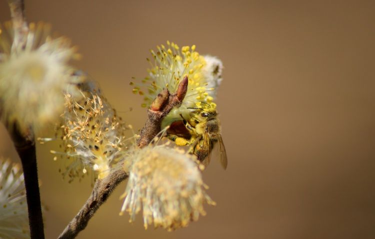 Wallpapers Animals Insects - Bombyles Wallpaper N370557