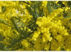  Nature Mimosa