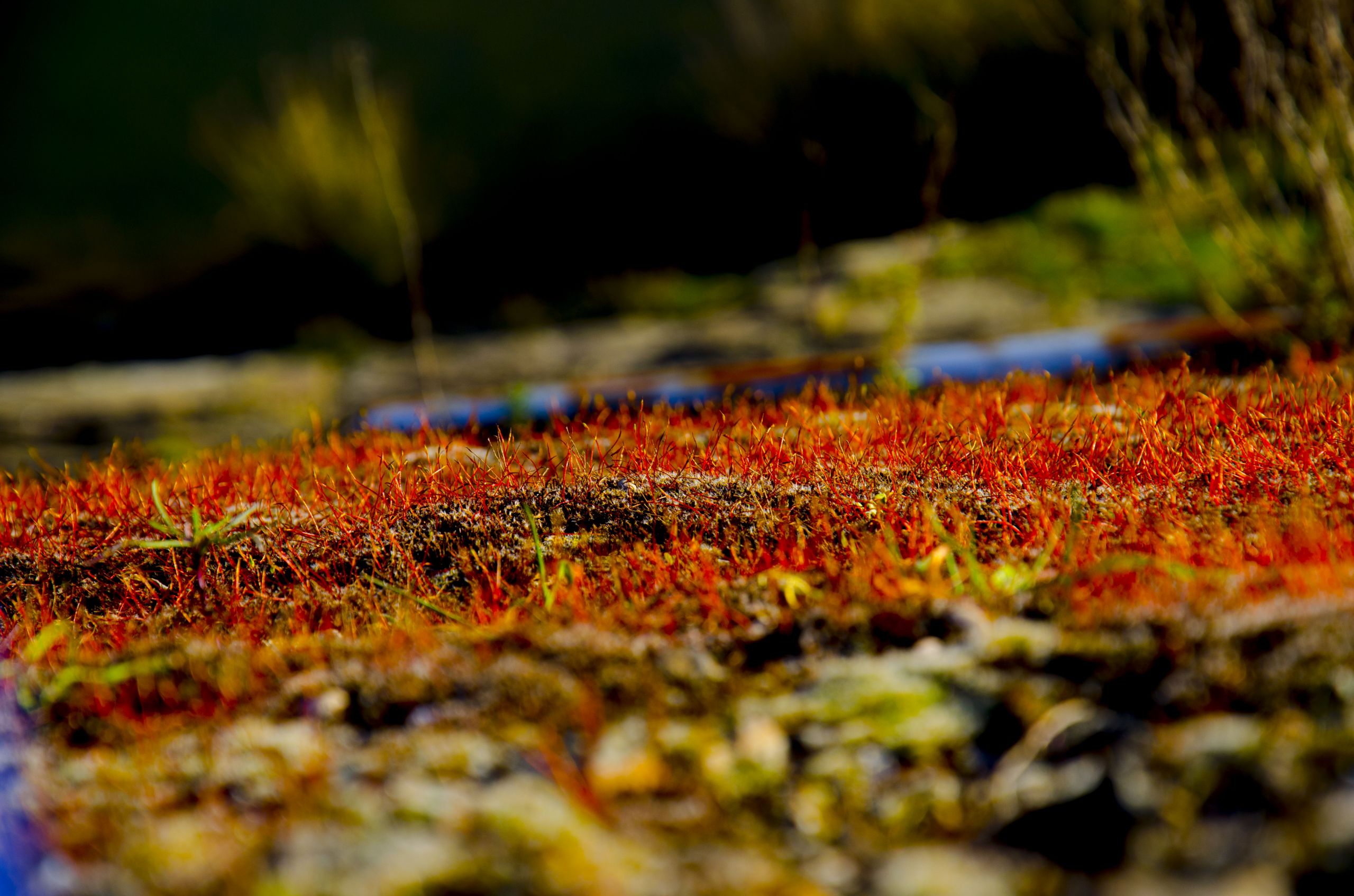 Fonds d'cran Nature Mousses - Lichens 