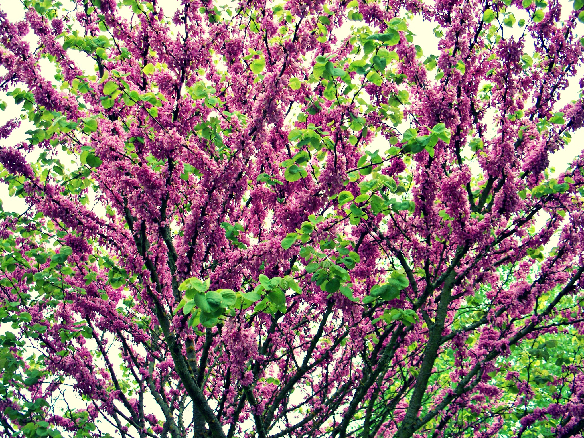 Fonds d'cran Nature Arbres - Forêts arbre bourgeons