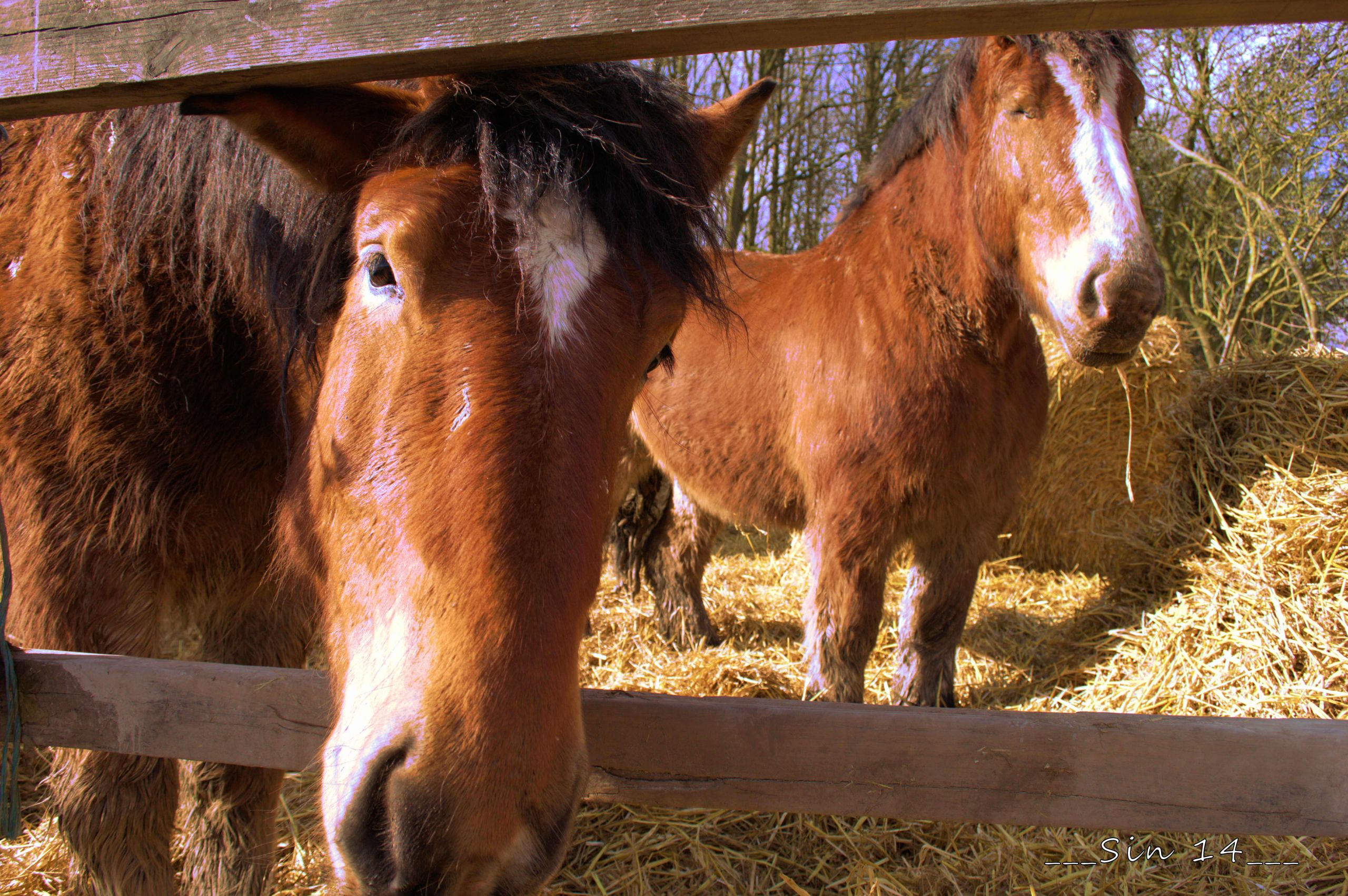 Fonds d'cran Animaux Chevaux 