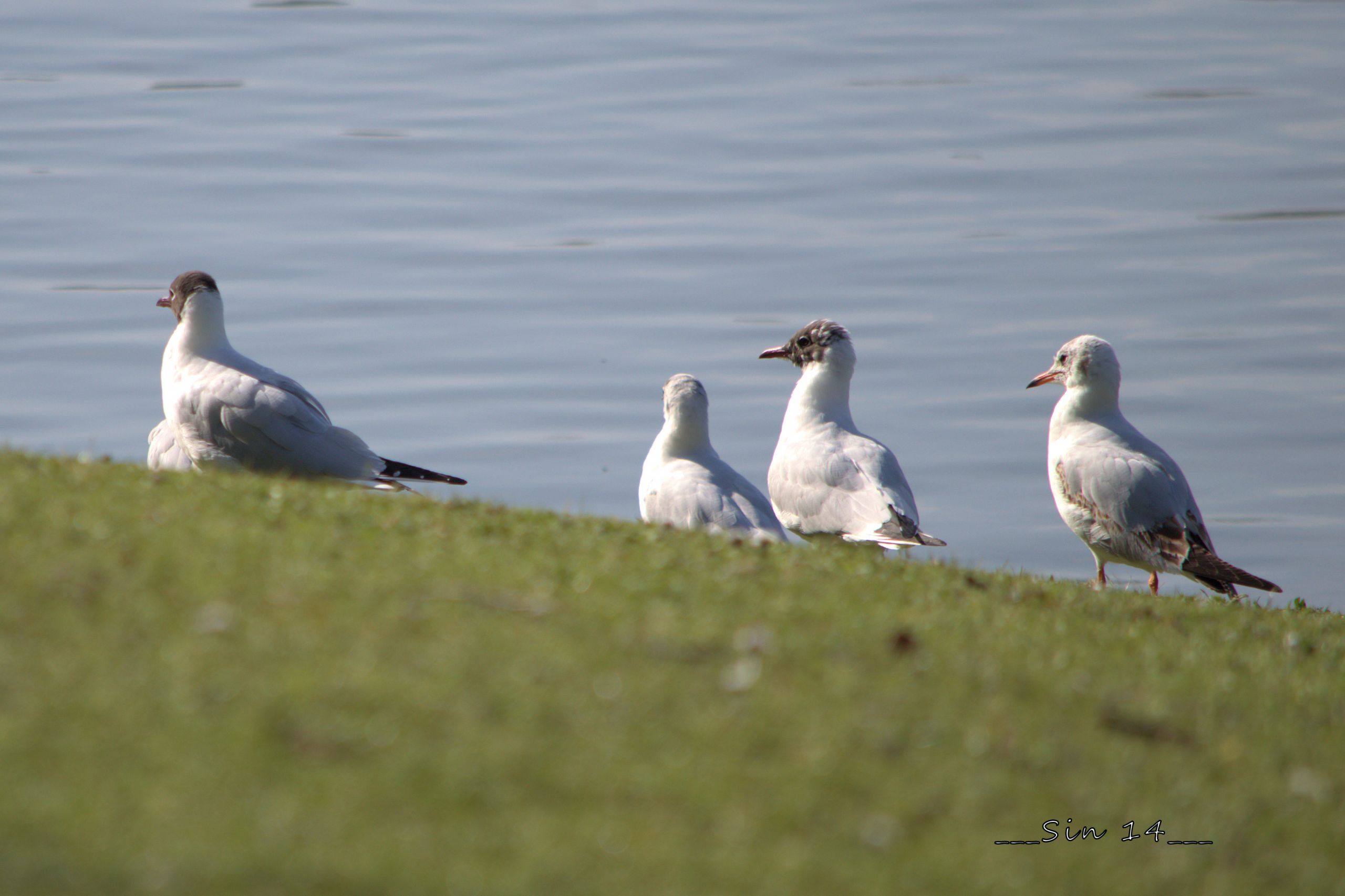 Wallpapers Animals Birds - Misc 