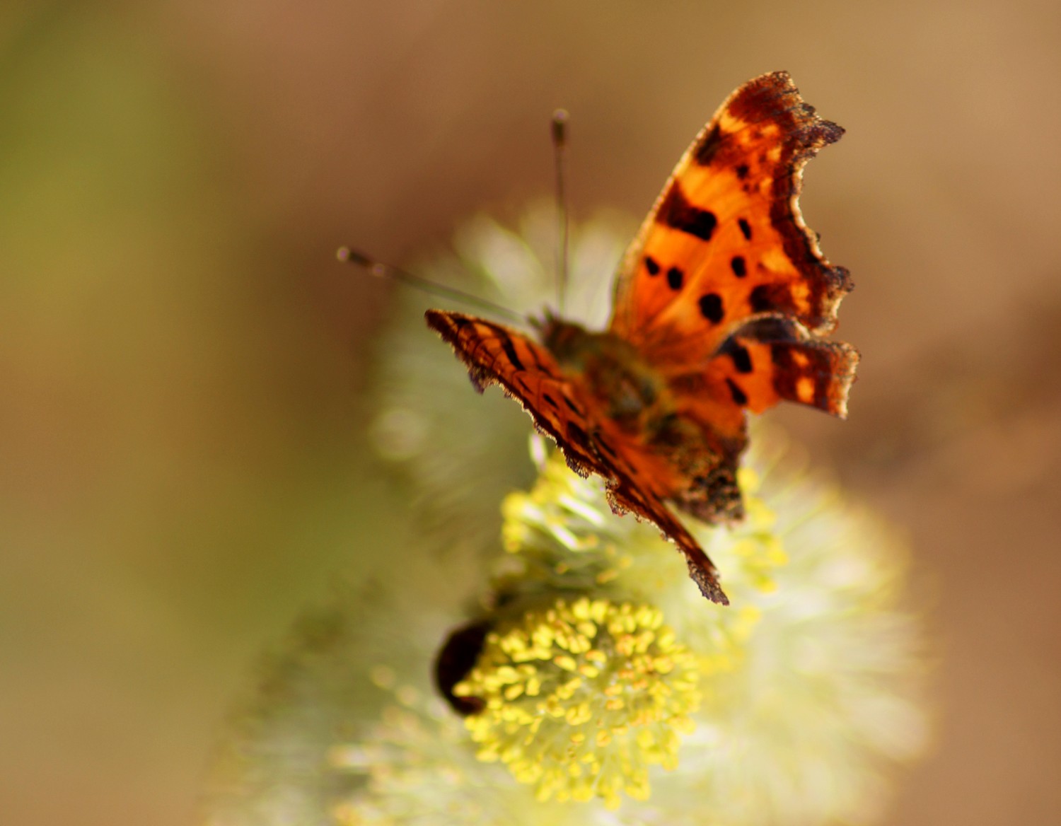 Fonds d'cran Animaux Insectes - Papillons 