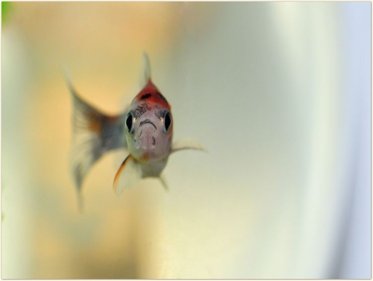 Fonds d'cran Animaux Poissons d'eau douce Portrait d'un poisson rouge