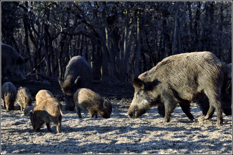 Wallpapers Animals Boars Famille nombreuse