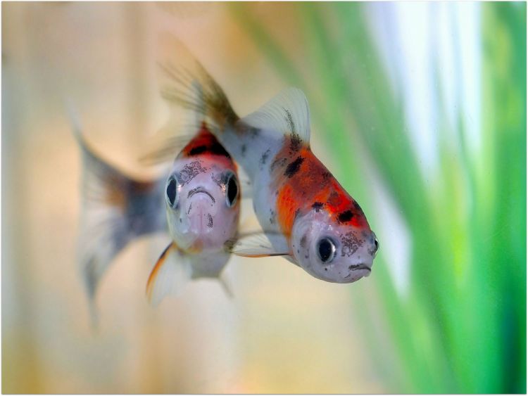 Wallpapers Animals Fishes - In the river Wallpaper N370598