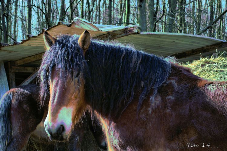 Fonds d'cran Animaux Chevaux Wallpaper N370663