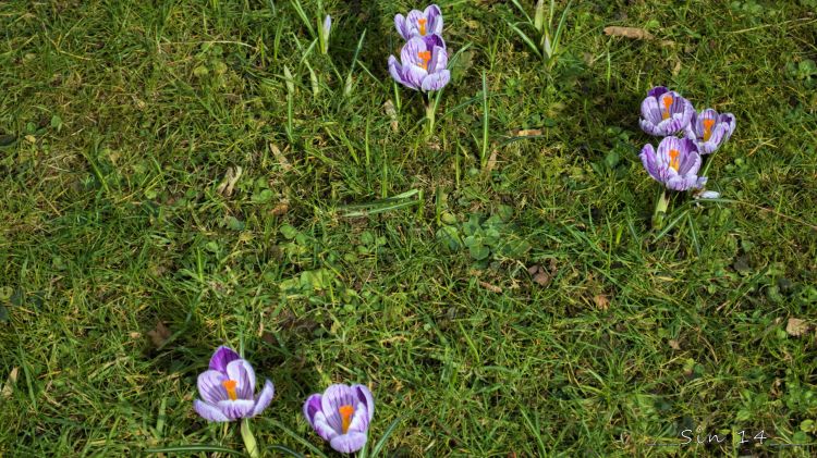 Fonds d'cran Nature Fleurs fleurs de jardin