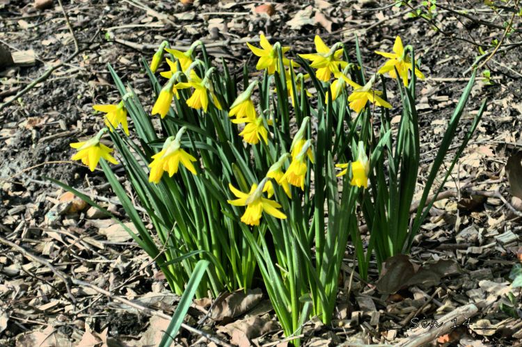 Wallpapers Nature Flowers jonquilles de jardin