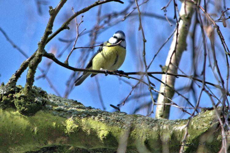 Wallpapers Animals Birds - Misc Msange bleue