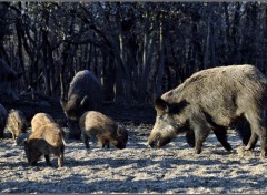  Animals Famille nombreuse