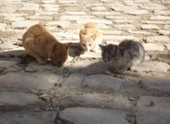  Animaux 3 chats 