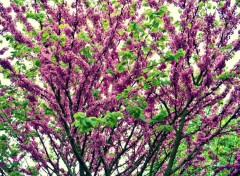  Nature arbre bourgeons