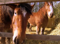  Animaux Image sans titre N370664