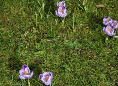  Nature fleurs de jardin