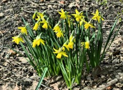  Nature jonquilles de jardin