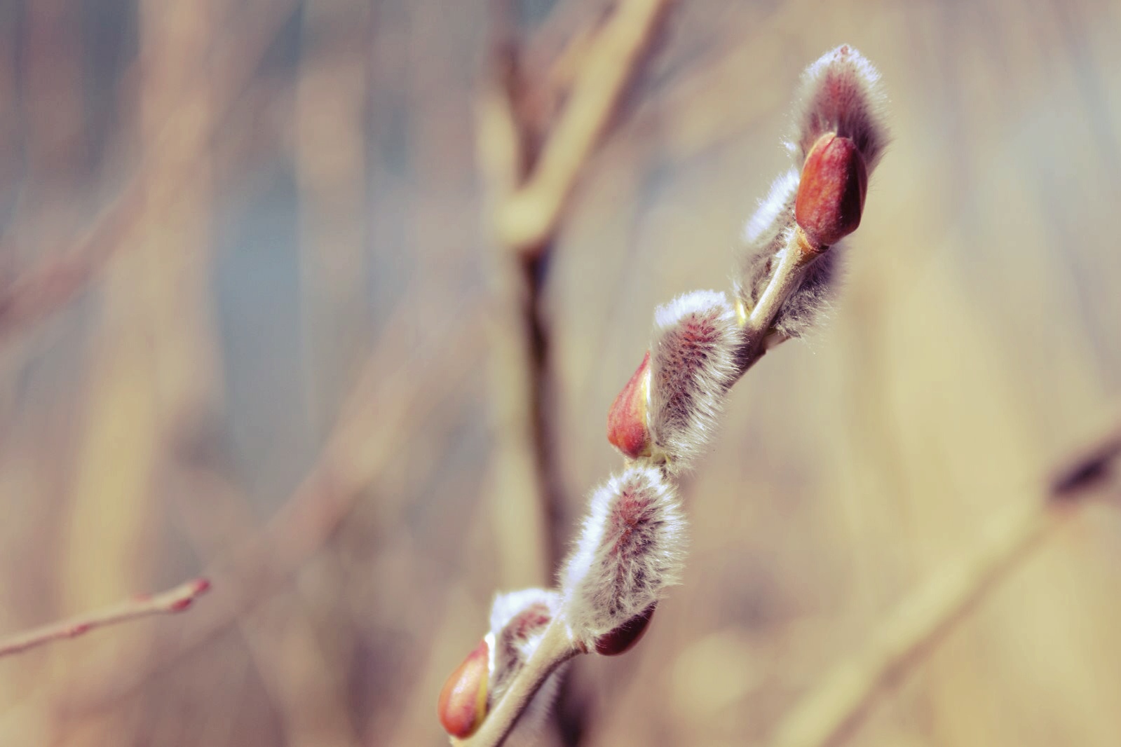 Wallpapers Digital Art Nature - Trees, plants Shy Spring