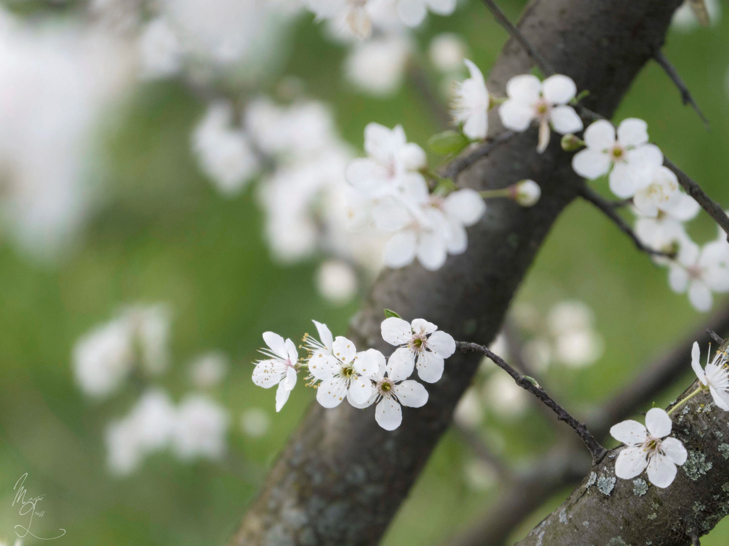 Wallpapers Nature Flowers 