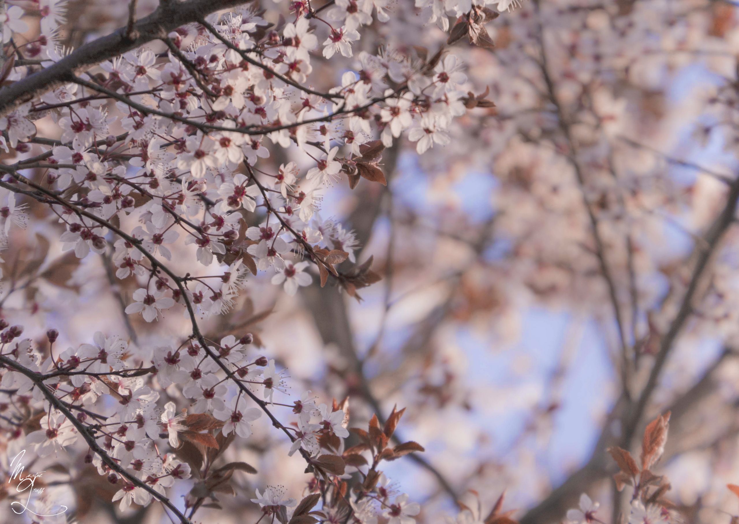 Fonds d'cran Nature Fleurs 