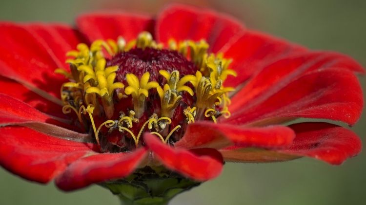 Fonds d'cran Nature Fleurs Printemps fleuri