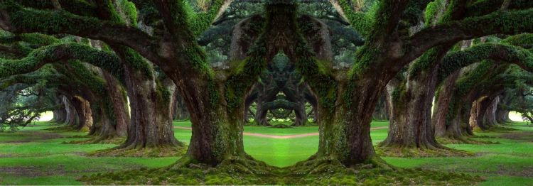 Wallpapers Digital Art Nature - Trees, plants Wallpaper N370778