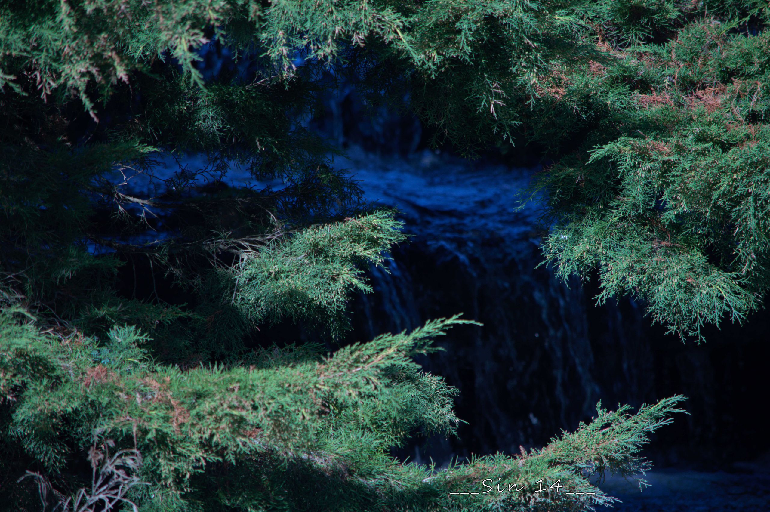 Fonds d'cran Nature Arbres - Forts Arbres