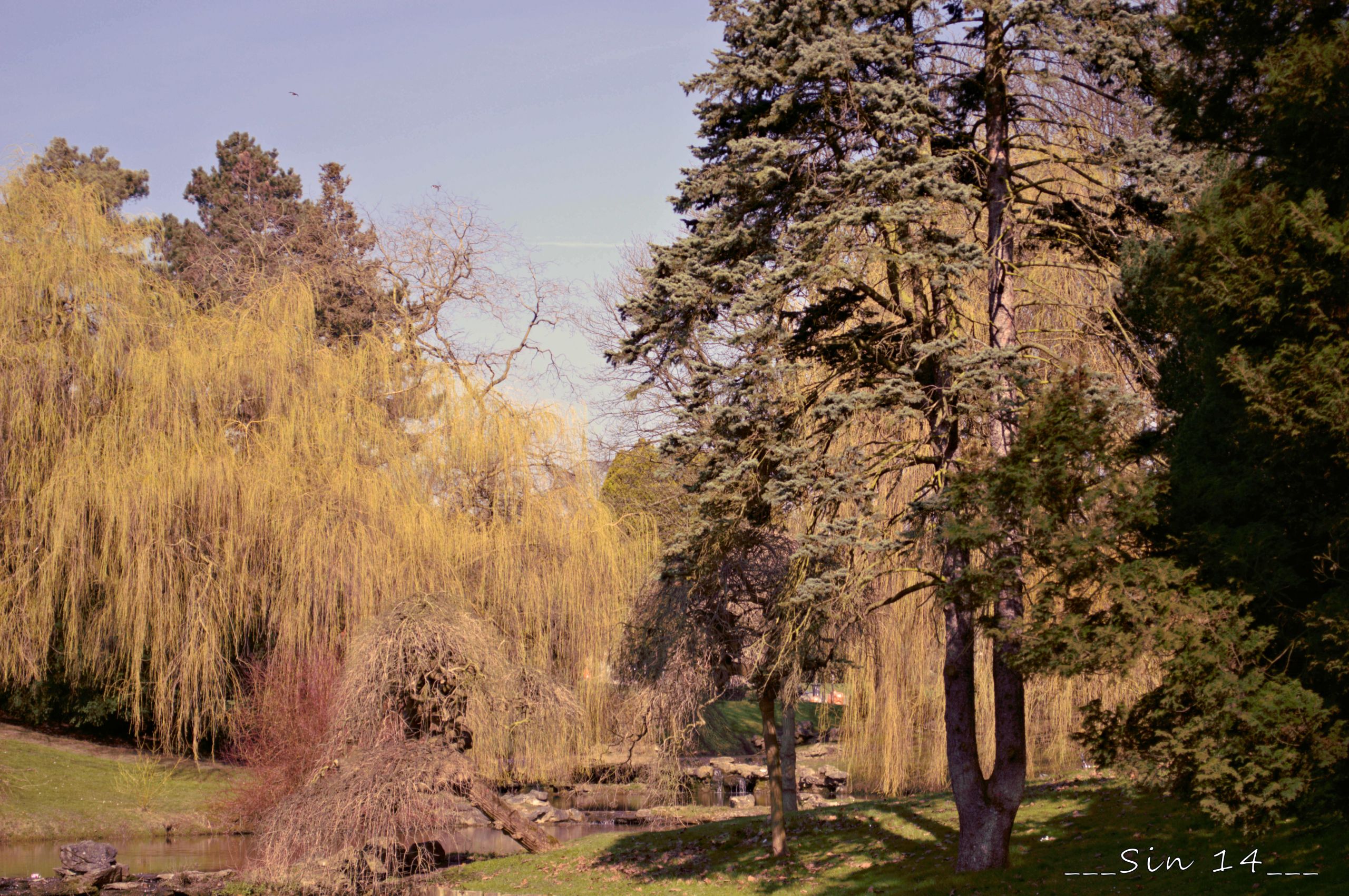 Fonds d'cran Nature Arbres - Forts arbres