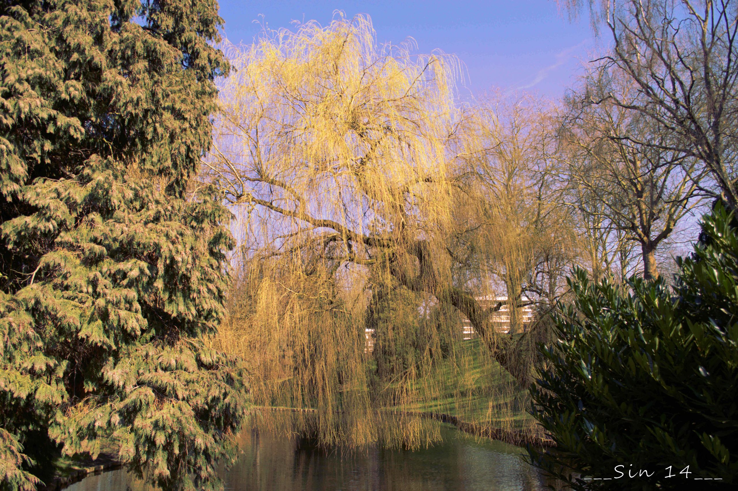 Fonds d'cran Nature Arbres - Forts arbres