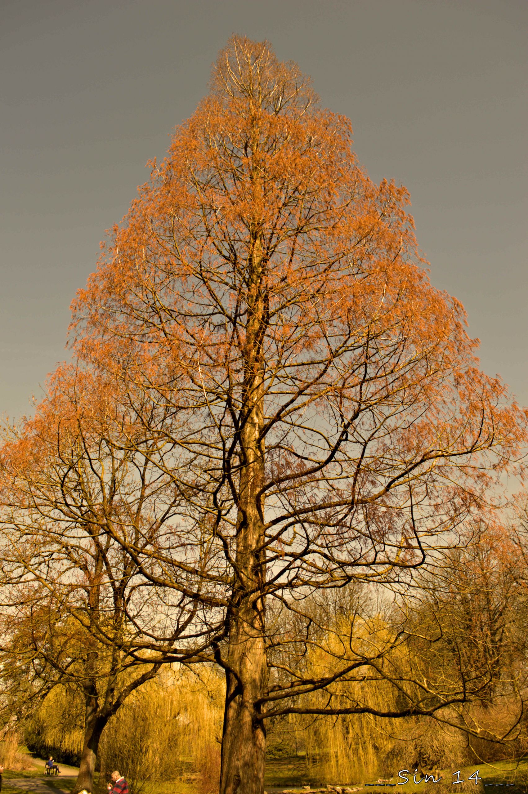 Fonds d'cran Nature Arbres - Forts arbres