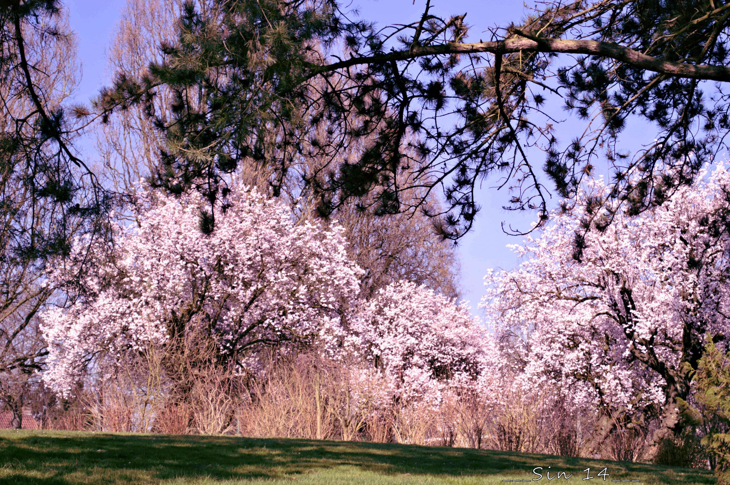 Wallpapers Nature Trees - Forests arbres