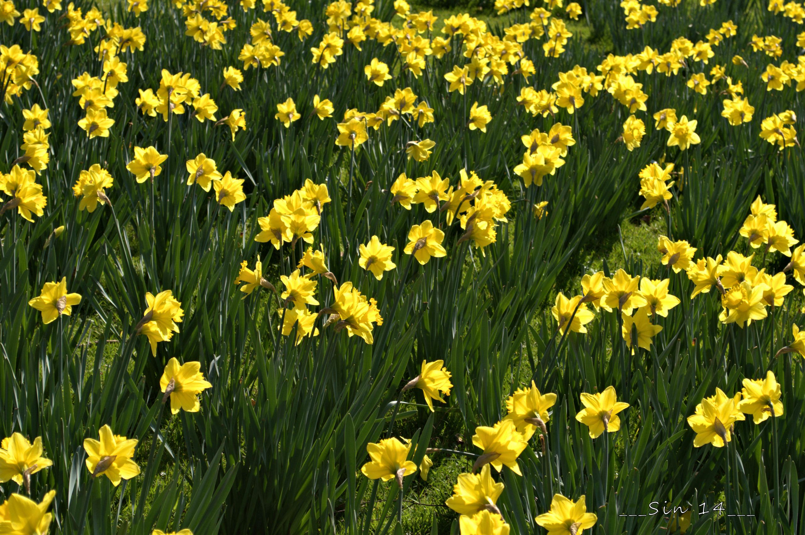 Fonds d'cran Nature Fleurs jonquilles de jardin