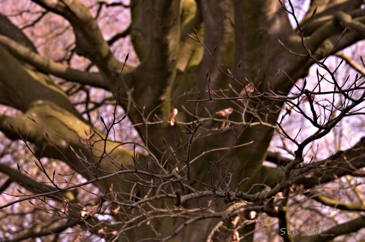 Fonds d'cran Nature Arbres - Forts Arbres