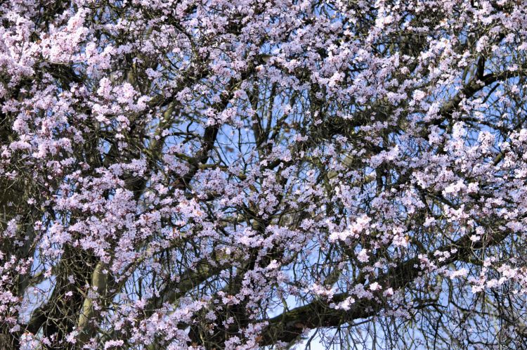 Fonds d'cran Nature Arbres - Forts Arbres