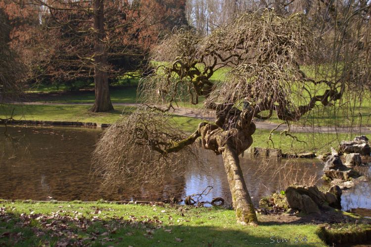 Fonds d'cran Nature Arbres - Forts arbres