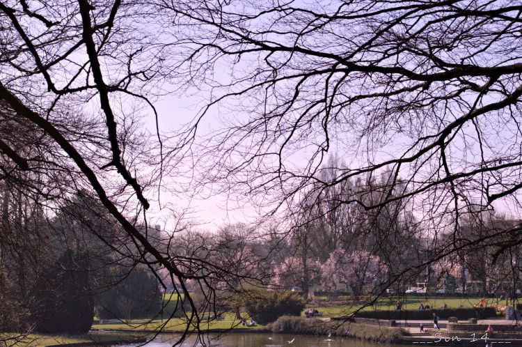 Fonds d'cran Nature Arbres - Forts arbres