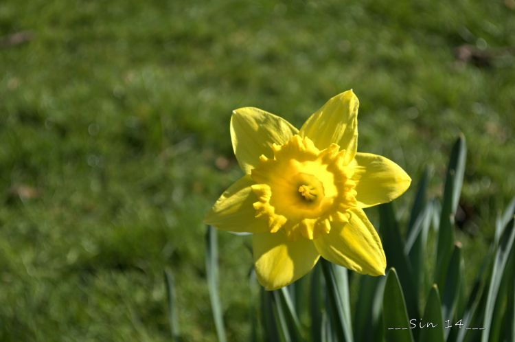 Fonds d'cran Nature Fleurs jonquilles de jardin