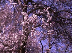  Nature Arbres