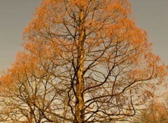  Nature arbres