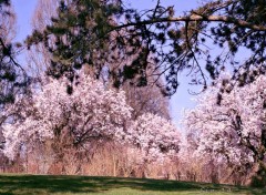  Nature arbres