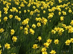  Nature jonquilles de jardin