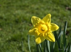  Nature jonquilles de jardin