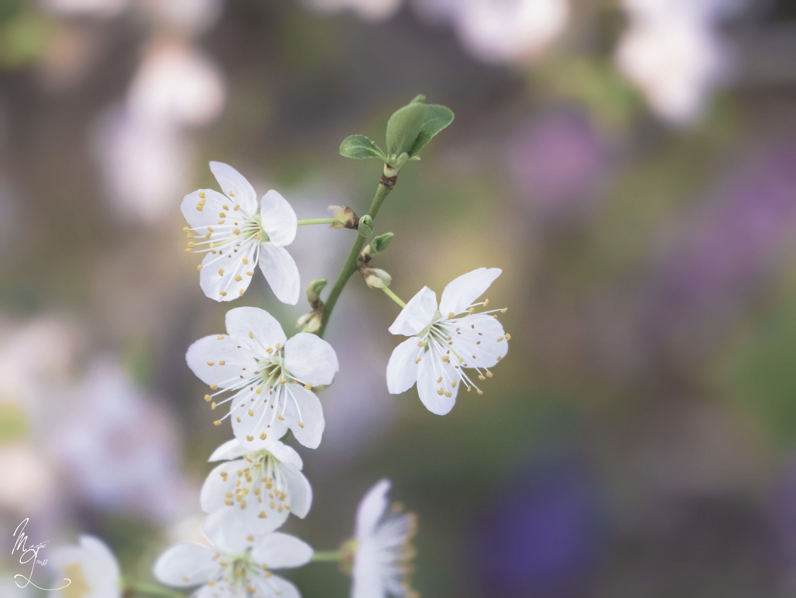 Wallpapers Nature Flowers 