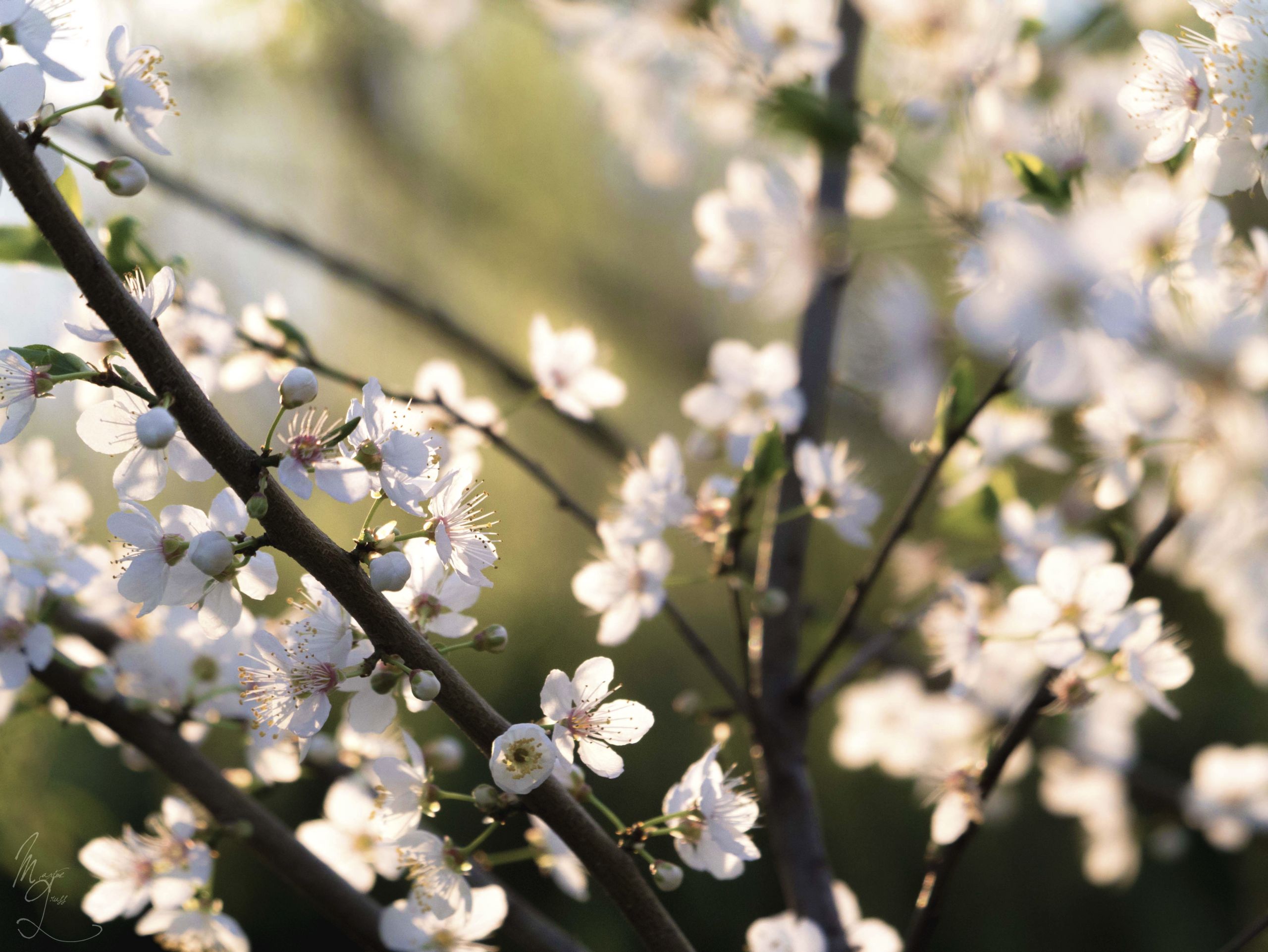 Fonds d'cran Nature Fleurs 