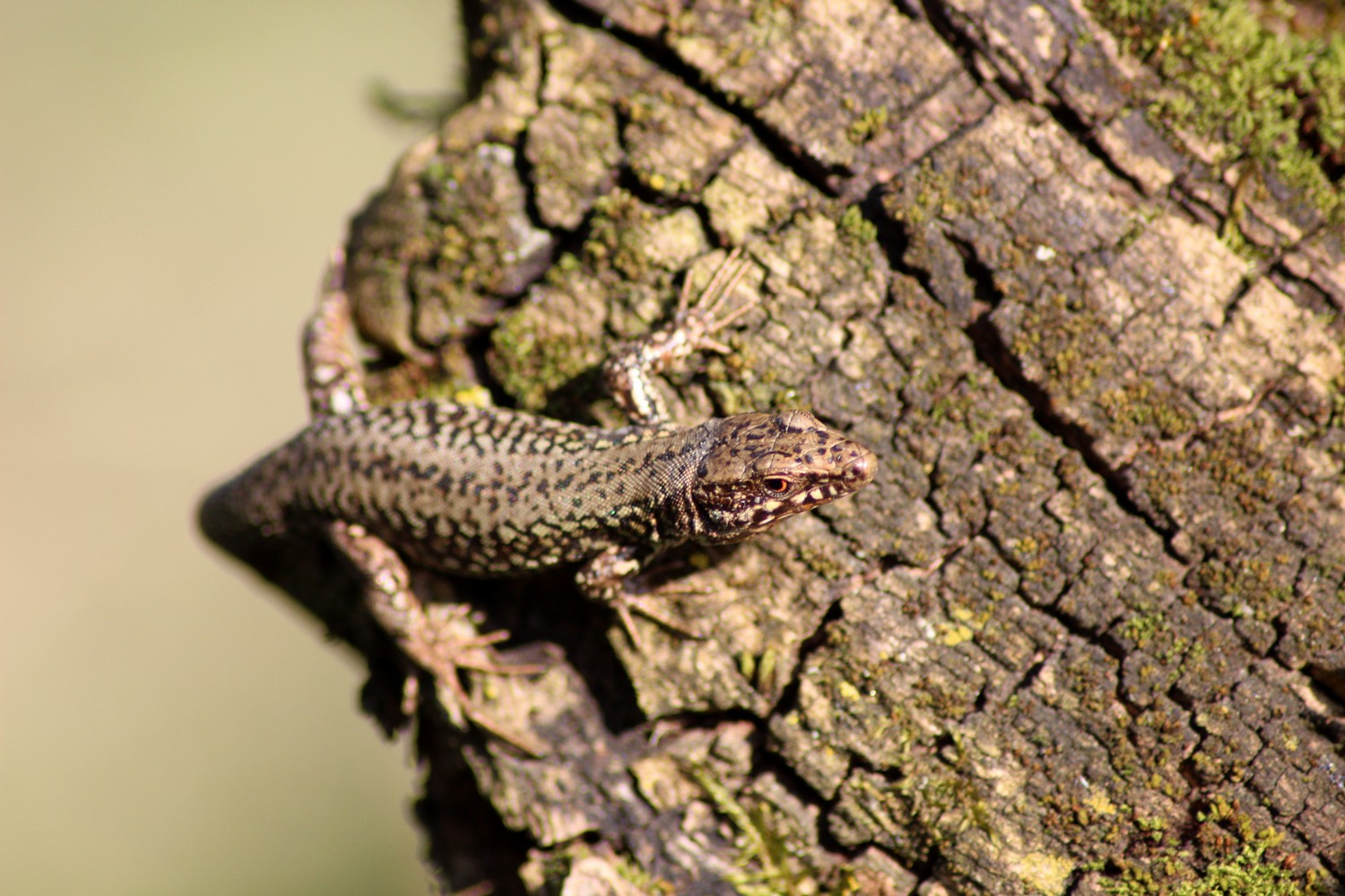 Wallpapers Animals Lizards - Iguanas 