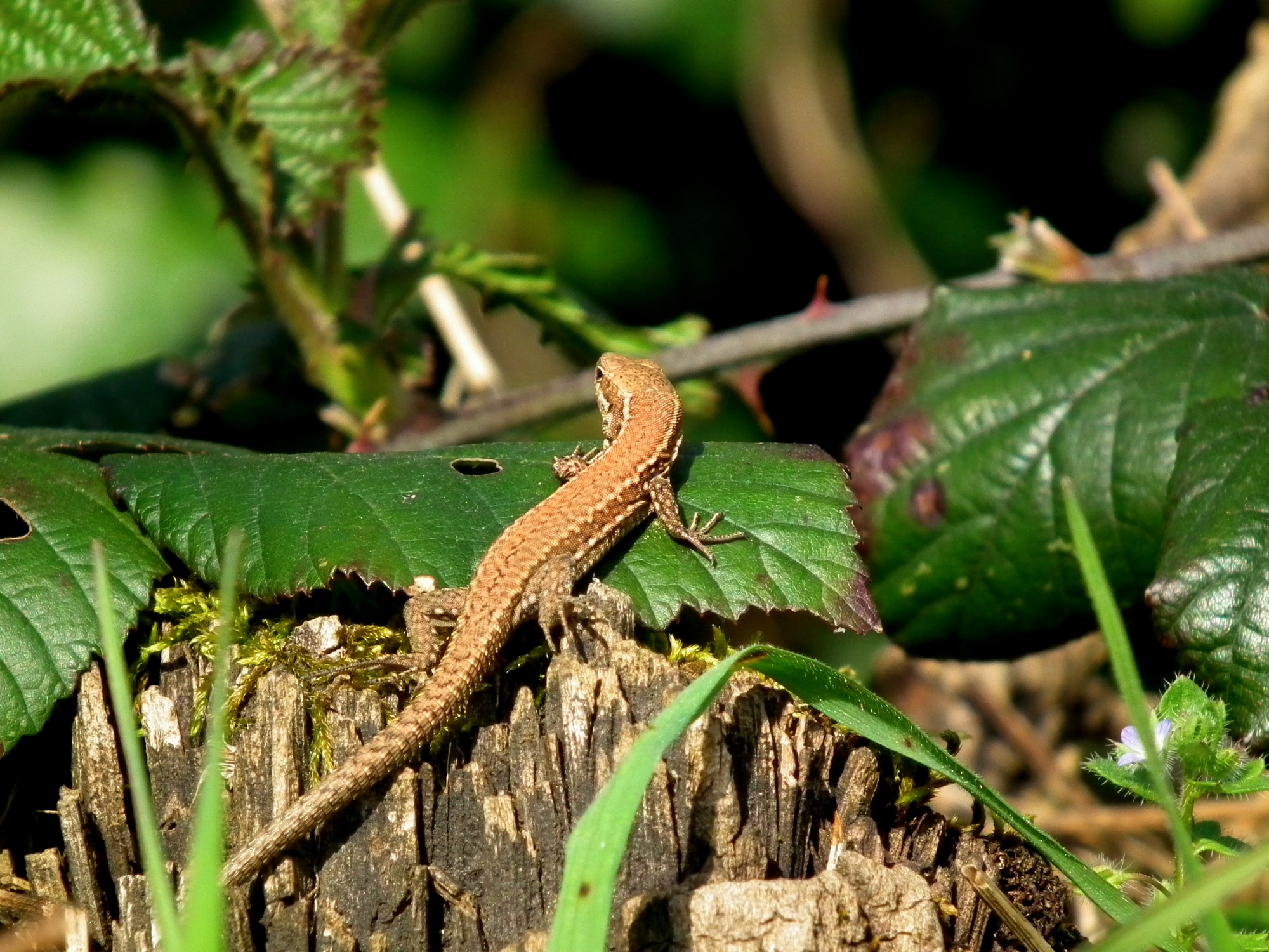 Fonds d'cran Animaux Lzards - Iguanes 