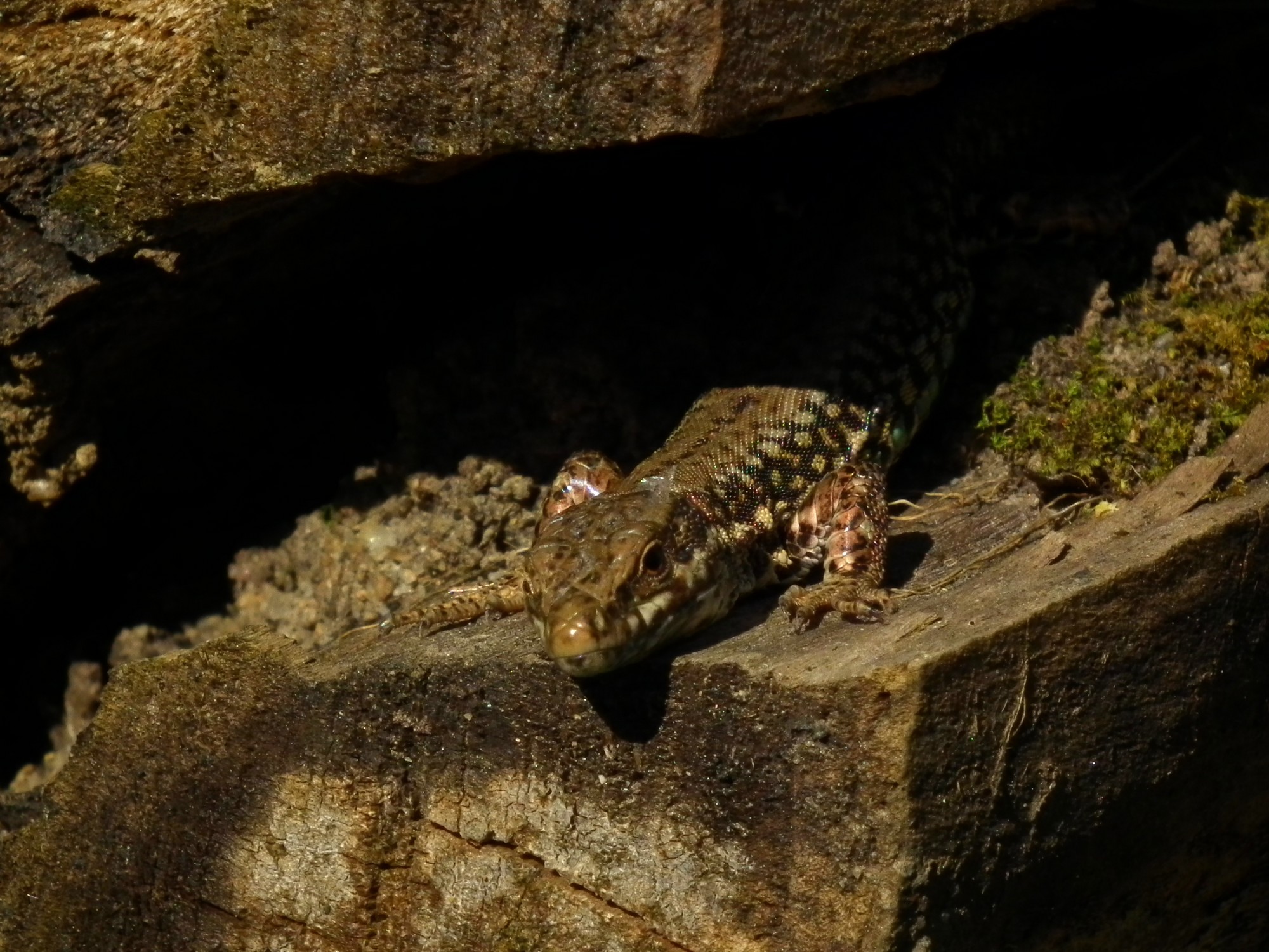 Fonds d'cran Animaux Lzards - Iguanes 