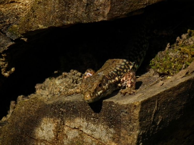 Fonds d'cran Animaux Lzards - Iguanes Wallpaper N370985