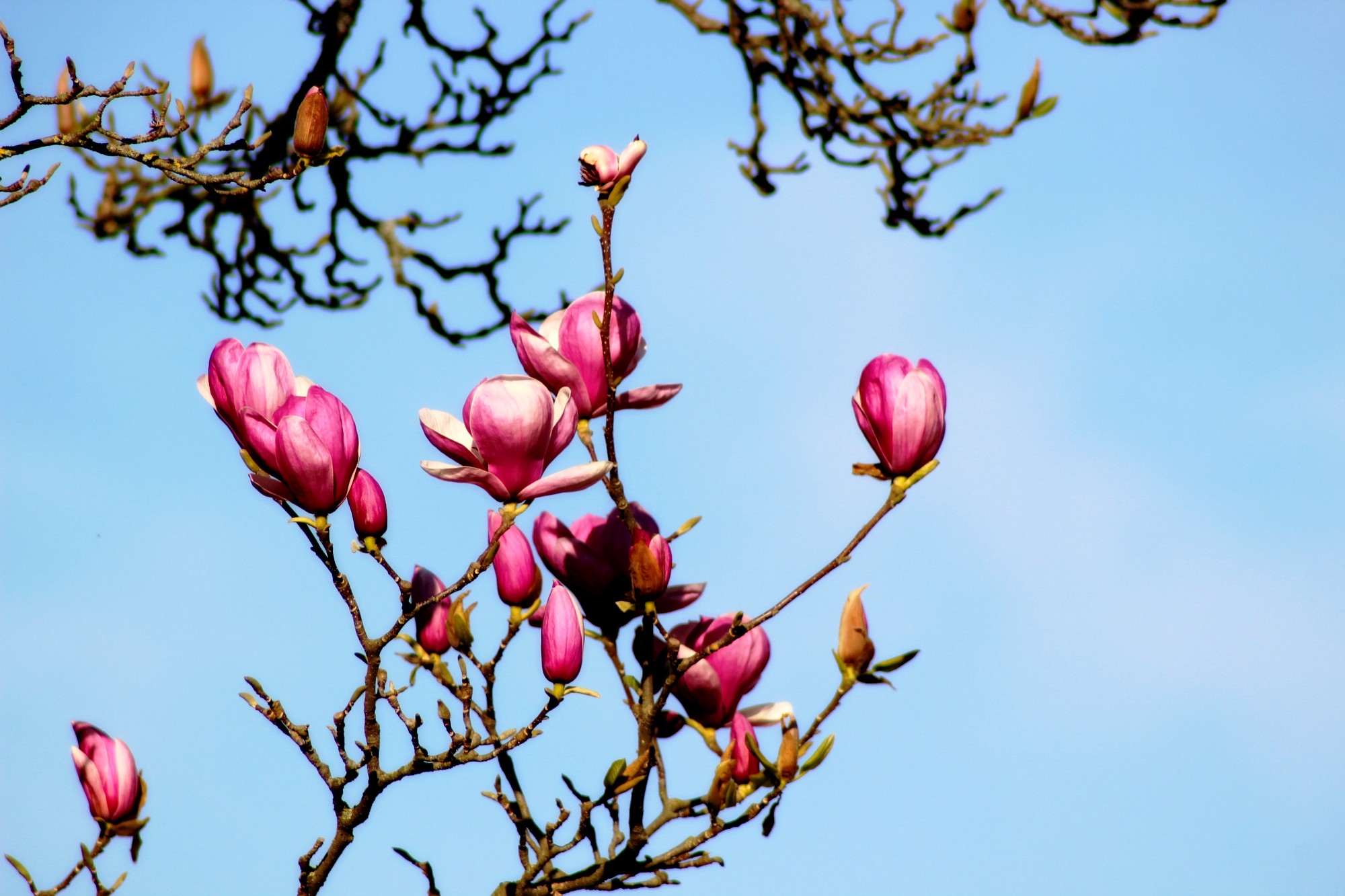 Wallpapers Nature Flowers Magnolia