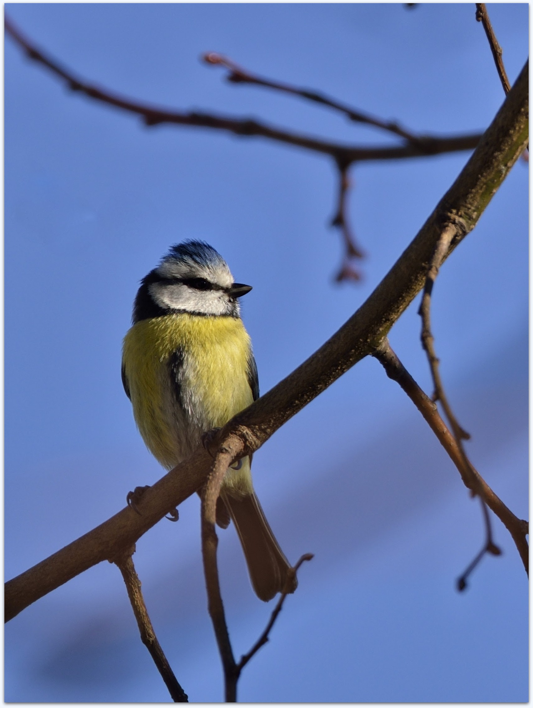 Wallpapers Animals Birds - Chickadees Mésanges