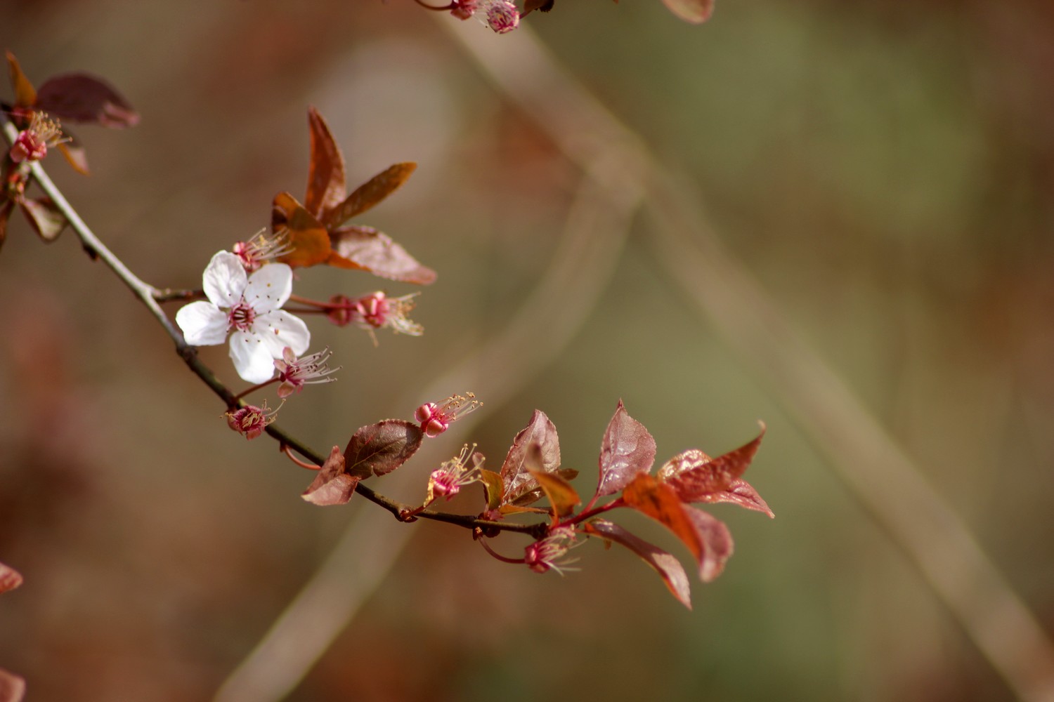 Fonds d'cran Nature Fleurs 